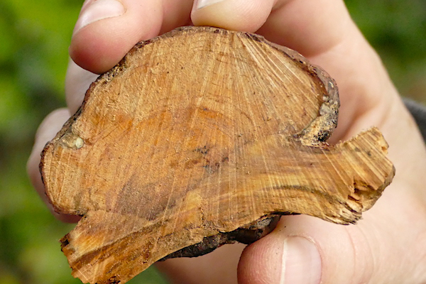 Solid wood burl being held by human hand.